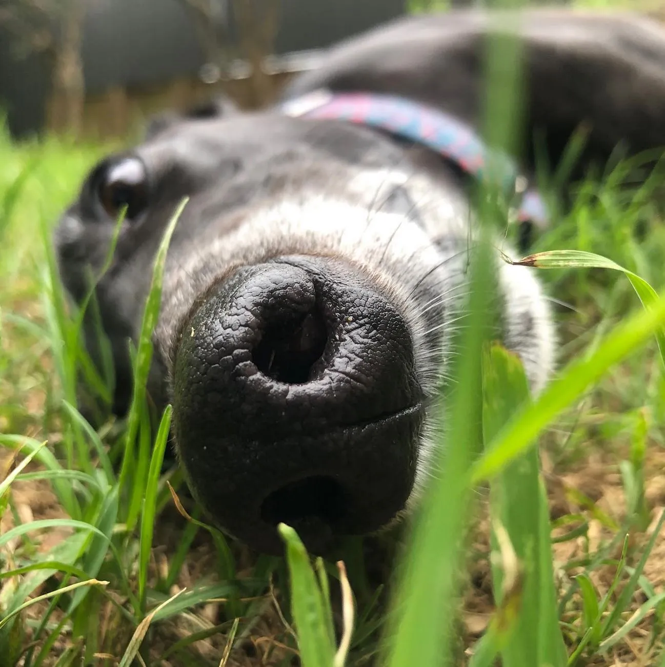 Blue Mountains Dog Access Guide