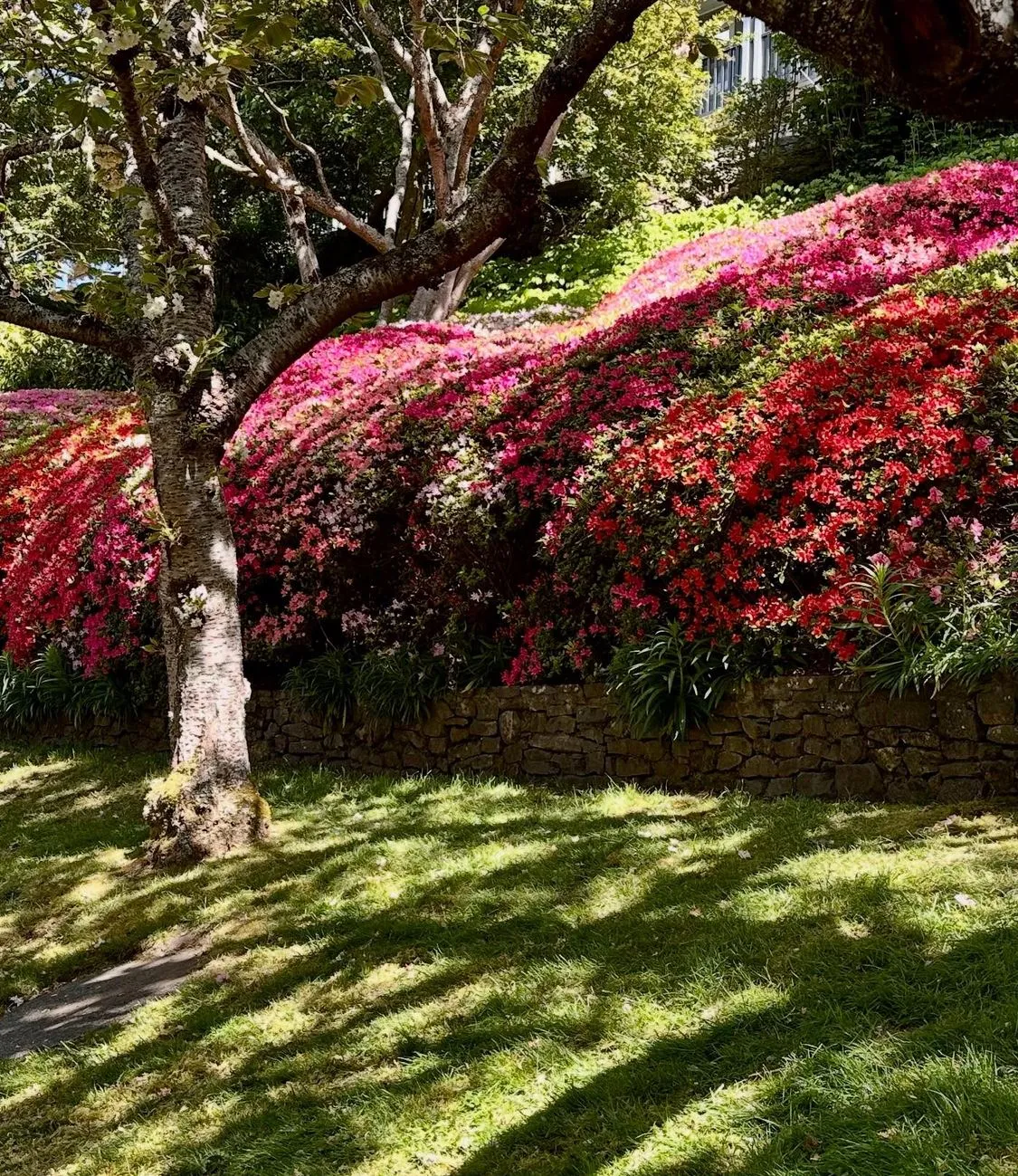 Dog-Friendly Accommodation, Leura