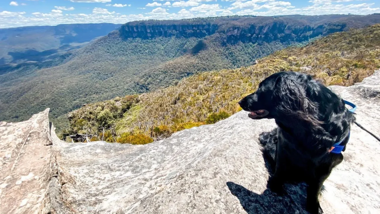 Is Echo Point Lookout Dog-Friendly?