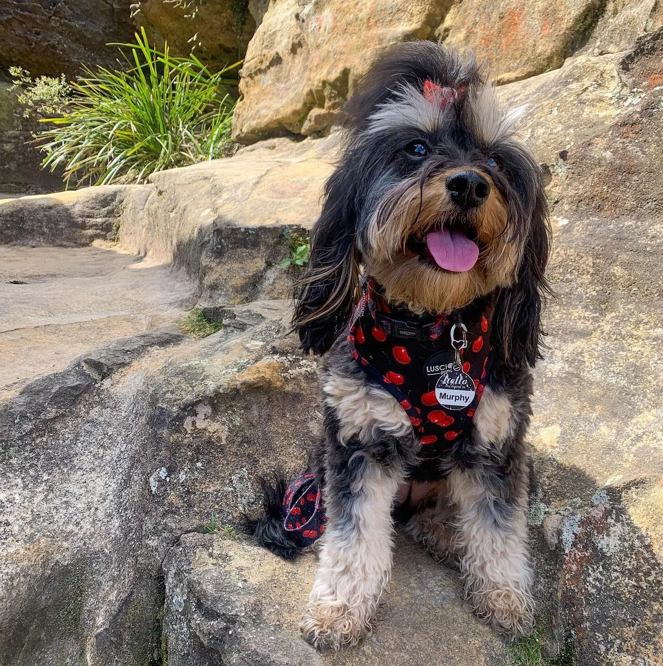 Katoomba Falls Reserve