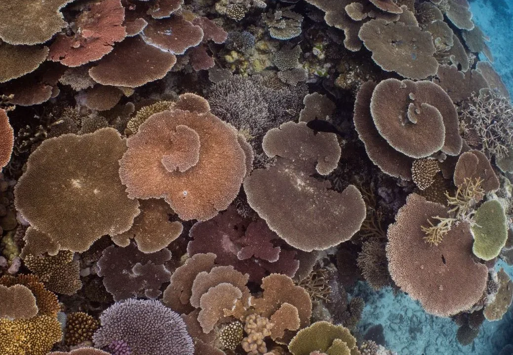 What Kinds Of Plants Live In Coral Reefs?