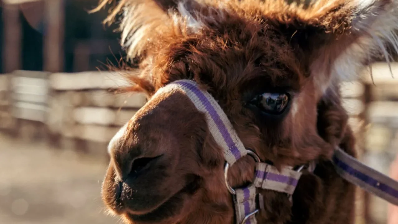 What To Do With Kids in the Hunter Valley?